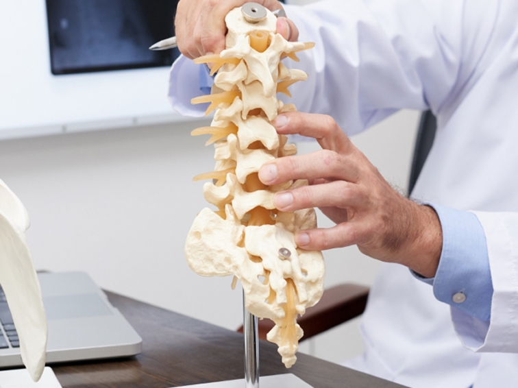 bone model on a table